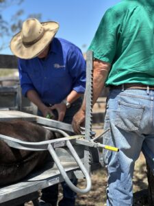 Calf marking, tagging and vaccinating